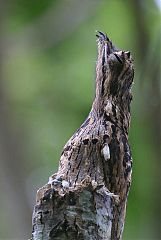 Common Potoo